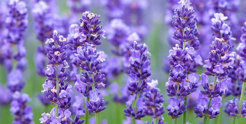 Image of beautiful lavender up close from the Happy Day Lavender Farm in NJ