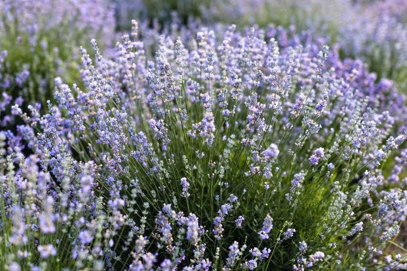 Image of a bunch of lavender in a field at the Hidden Spring Lavender Farm in Somerset County NJ