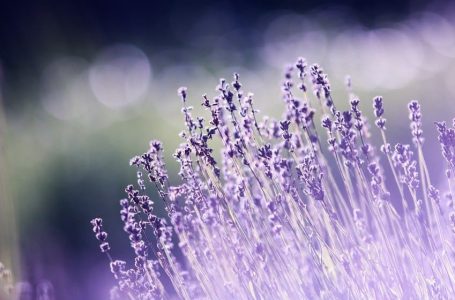 Image of a beautiful purple lavender field in NJ