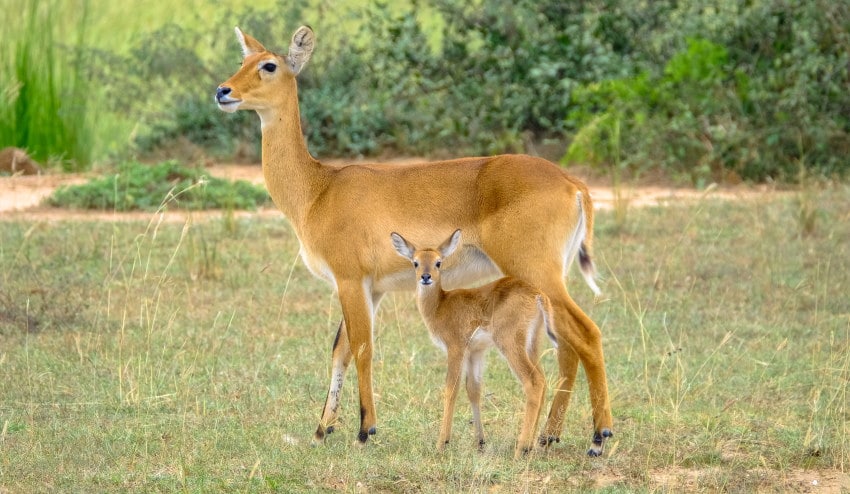 Image of a mother and a baby deer in the field being deterred from the farm by the use of lavender