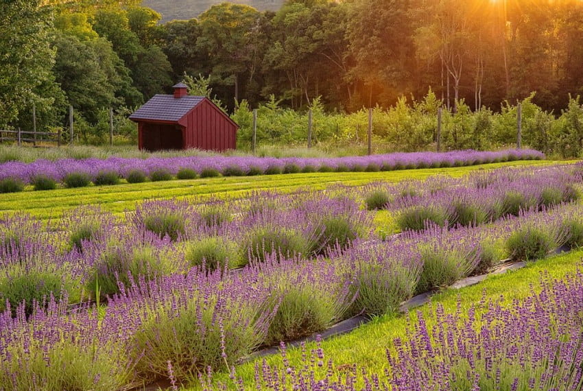 Image of a field of lavender with a barn in the background at the Orchard View Lavender Farm in Port Murray, NJ