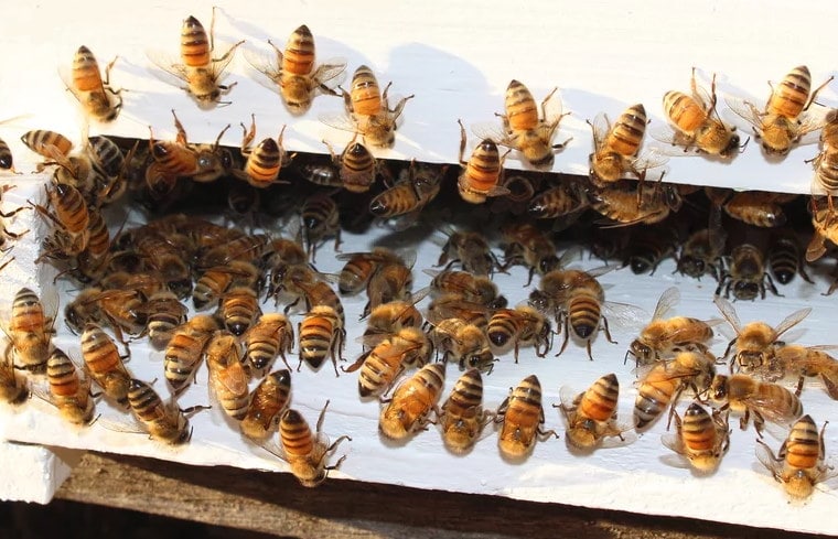 Image of a bunch of bees on the beehive at the Princeton Lavender Farm