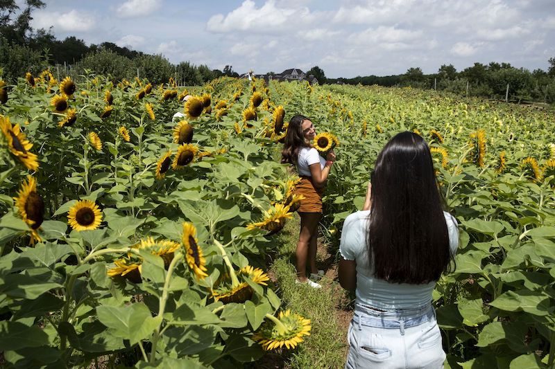 Girls enjoying in beautiful sunflower farm