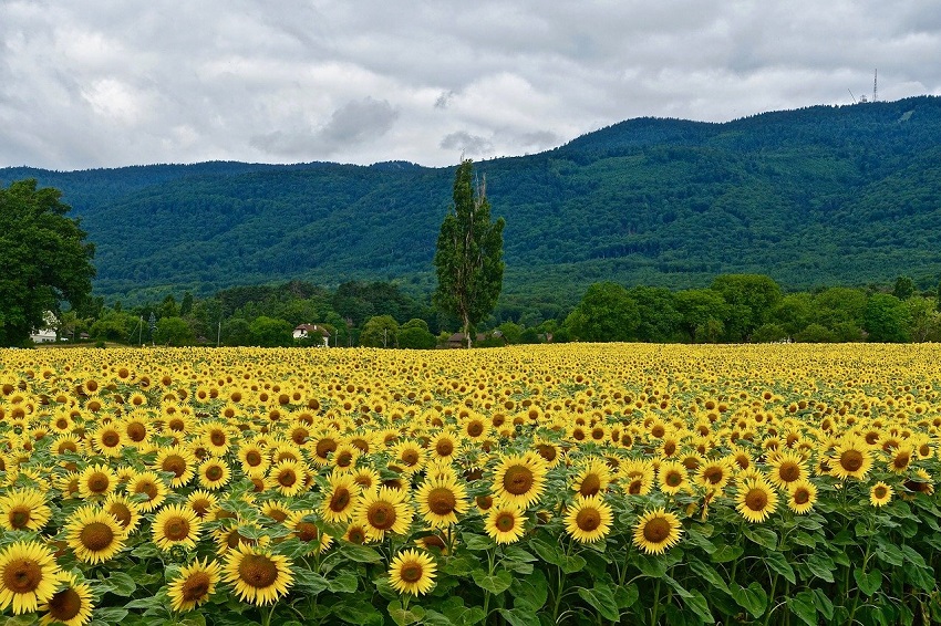 a view of sunflower field