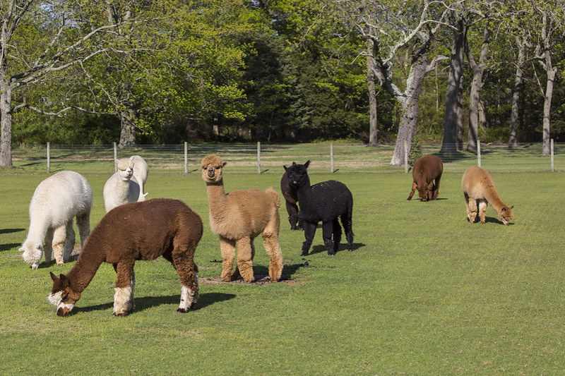 A beautiful view of alpacas in the nice sunny day in the Edel Haus Farm
