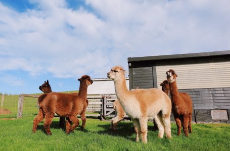 Llama Farms in New Jersey – These Beautiful Animals Are Natural Sights for Sore Eyes
