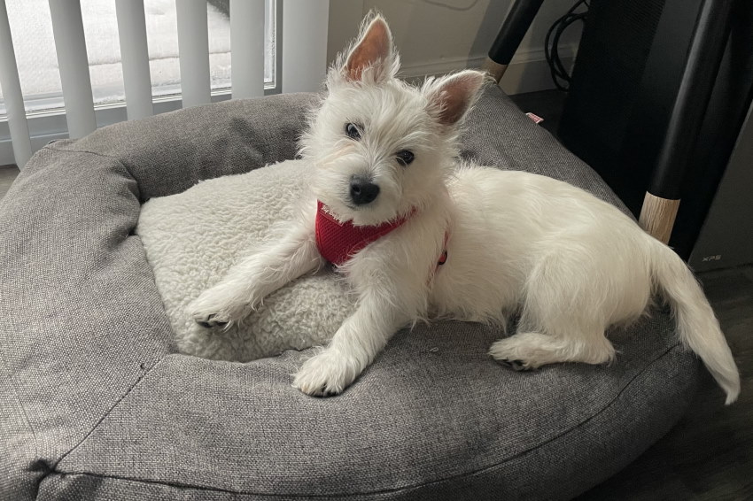 Image of a westie puppy sitting on his dog bed in front of a window shoing snow outside