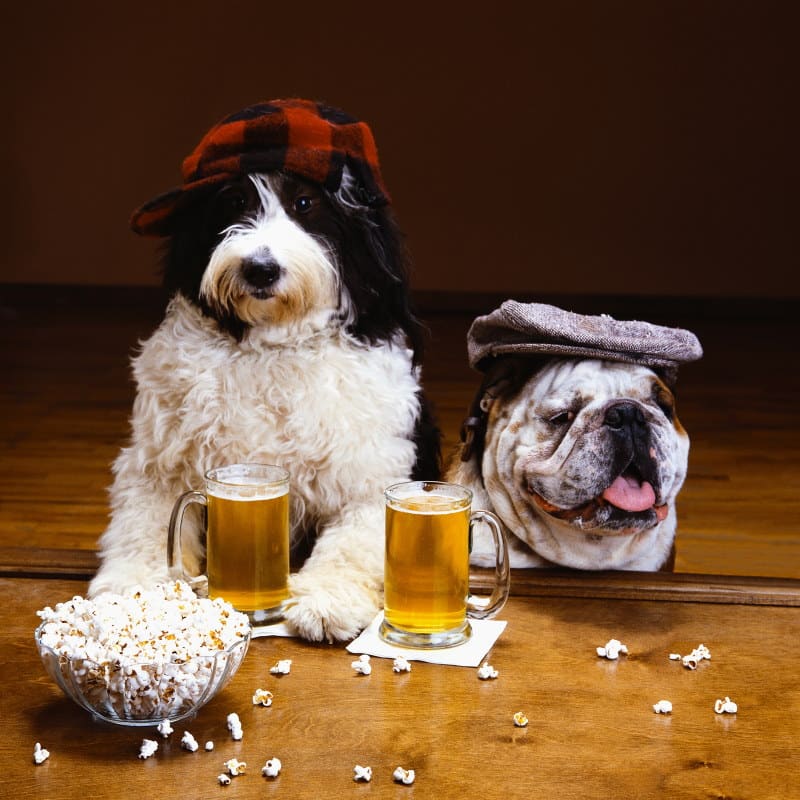Image of two dogs drinking beer at a brewery