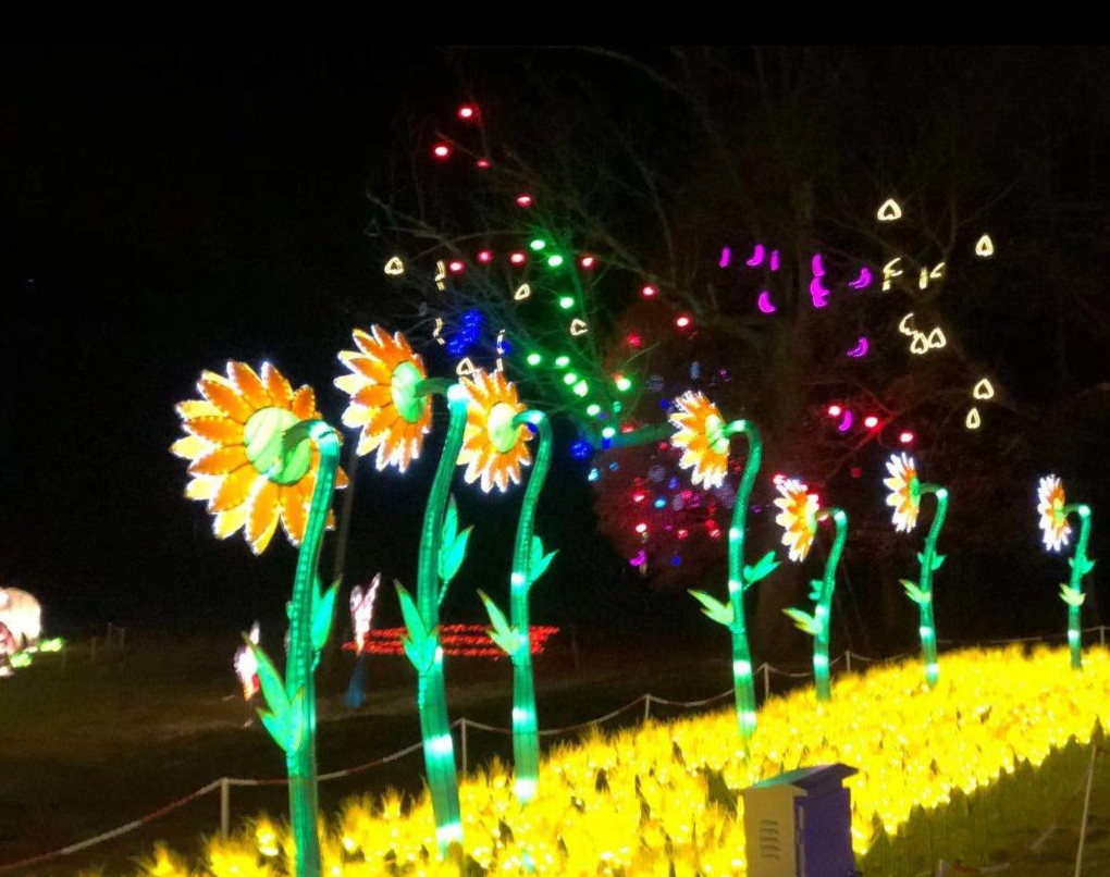 Image of the Vernon Lights Festival sunflower display