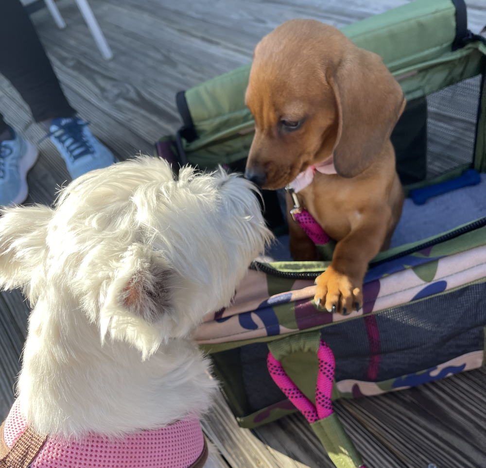Image of two friendly dogs meeting for the first time in Asbury Park, NJ