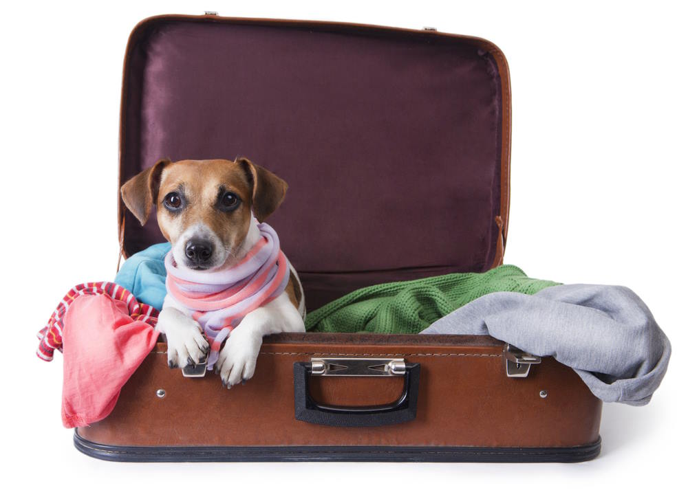 Image of a dog in a suitcase