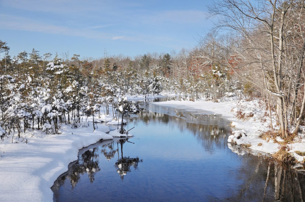 Image of a fresh coating of snow by a stream in the Pine Barrens of New Jersey