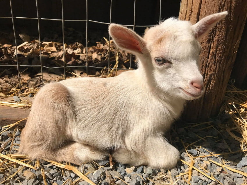 Image of a beautiful little baby goat laying down at the Mad Lavender Farm in Milford, NJ