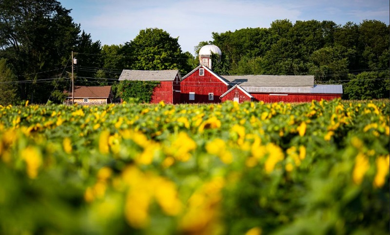 Sunflowers at Brodhecker farm