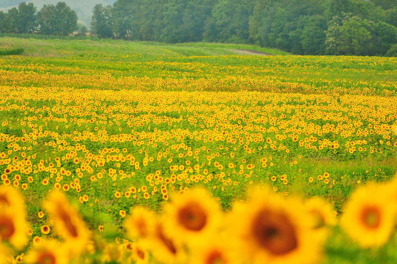 Beautiful sunflowers in liberty farm
