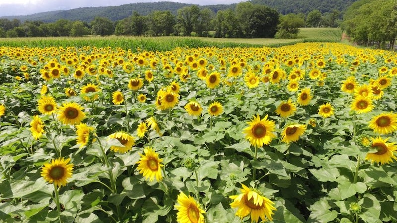 Wide spread of Sunflower Farm in new jersey