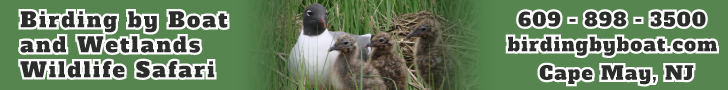 Birding by Boat on the Osprey Outdoor Adventures in NJ