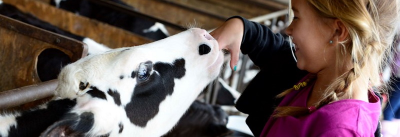 A little girl smiling as a cow sucks on her hand at Fulper Day Camp in Lambertville NJ.