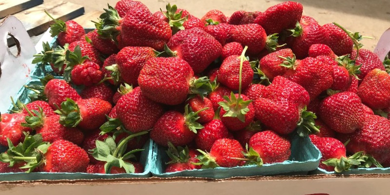 Photo a crate filled with fresh red strawberries hand picked in NJ.