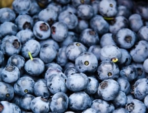 Blueberry New Jersey State Fruit