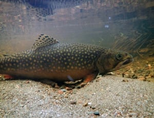 Brook Trout NJ State Fish