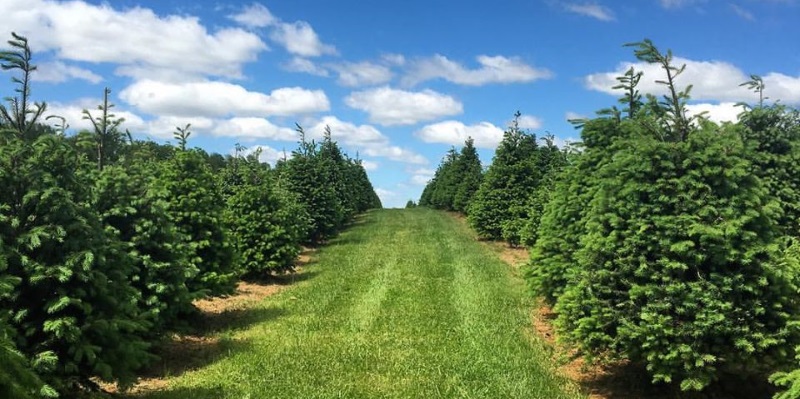 Photo a beautiful green u-pick Christmas tree farm.