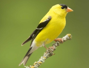 Eastern Goldfinch State Bird NJ