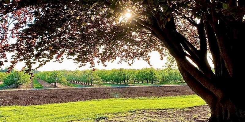 Photo a farm in New Jersey with a tree obscuring the sun in the sky.