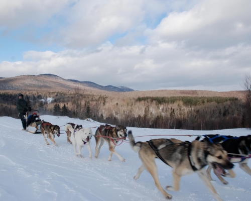 Eden Dog Sledding in Eden Mills Vermont