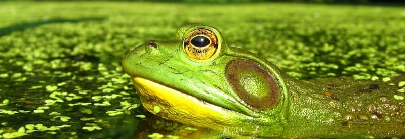 Photo of a green frog floating in a pond 