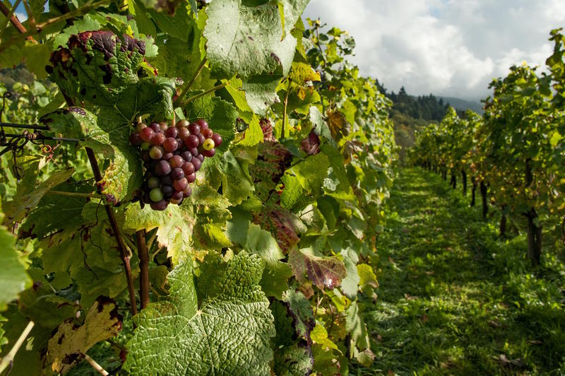 Image of a vineyard in NJ