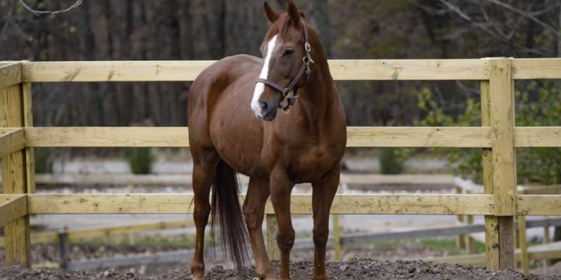 Image of a horse in the field at Garret Mountain Equestrian Center horseback riding in Woodland Park NJ