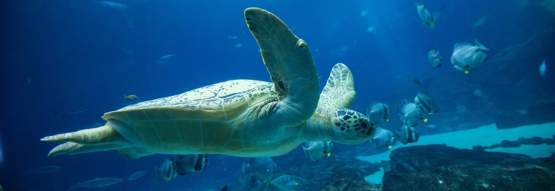 Image of a sea turtle swimming with tropical fish in a tank.