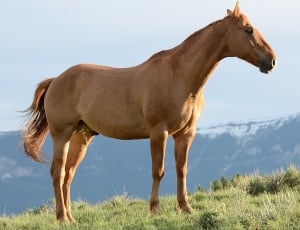 Horse New Jersey State Mammal