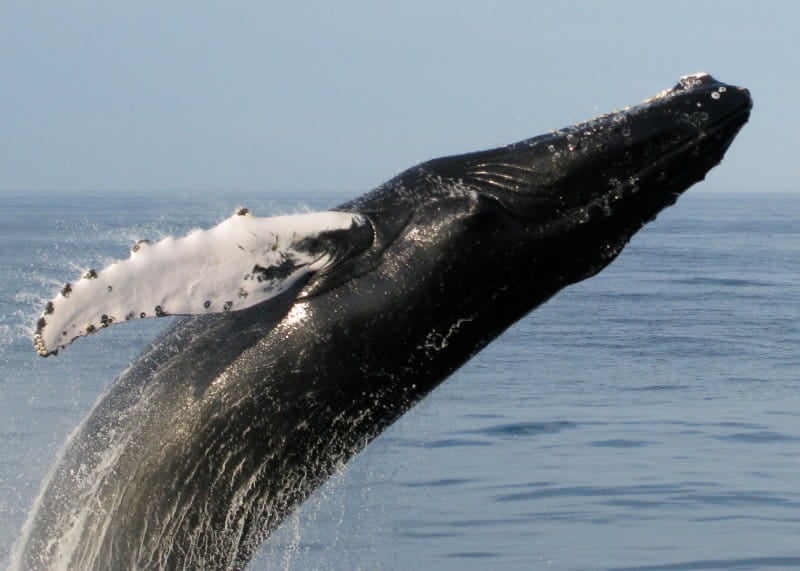 Image of a Humpback Whale jumping out of the Atlantic Ocean in south Jersey