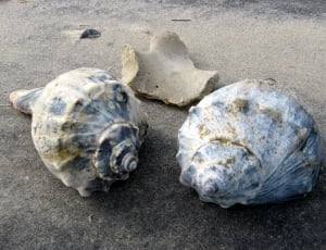 Knobbed Whelk NJ State Shell