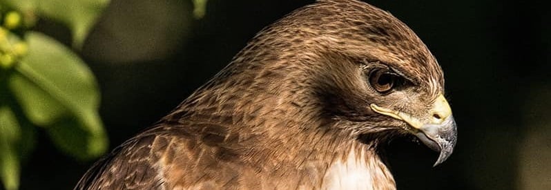 Photo of a magestic looking red tailed hawk at The Manasquan Reservoir in Howell NJ