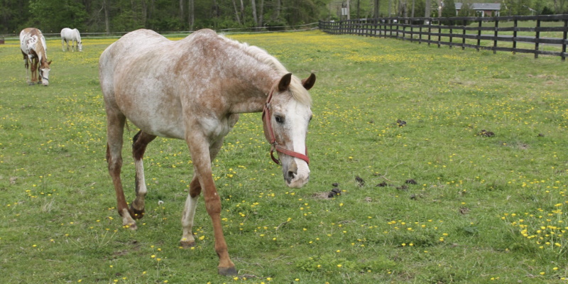 Image of a horse on the ranch North View Farm in Bordentown Twp that offers horseback riding