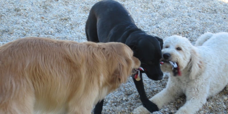 Image three dogs playing with a toy at the Ocean City Dog Park in NJ.