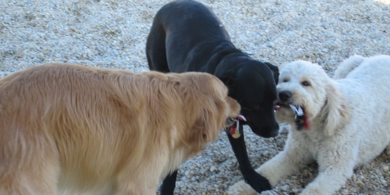 Image three dogs playing with a toy at the Ocean City Dog Park in NJ.