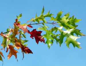 Red Oak NJ State Tree