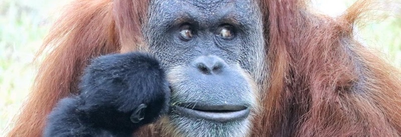 Image of a large orangutan with a baby gorilla crawling on him