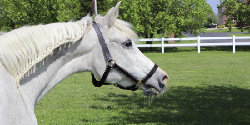 Image of a gorgeous white horse on the field at Silver Dollar Stables where horseback riding is offered in Cranbury NJ
