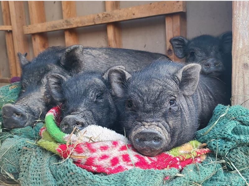 Photo of 4 friendly pigs that kids in NJ can touch and interact with at the Tamerlaine Sactuary