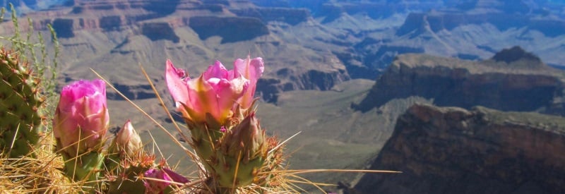 Image of cactus flowers overlooking the grand canyon.