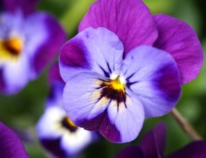 Violet NJ State Flower