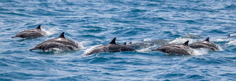 2 Hour Dolphin Watch Belmar NJ