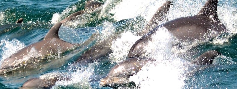 Cape May Whale Watcher