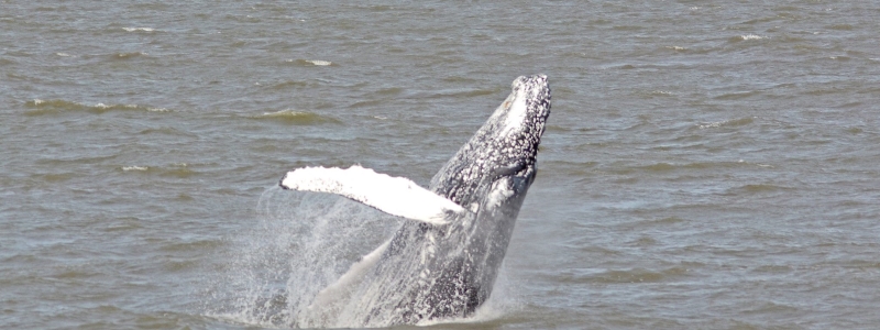 Cape May Whale Watcher