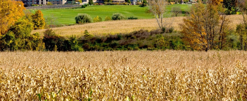 Crystal Springs Resort